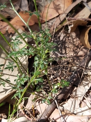Actinotus minor