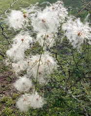 Clematis drummondii