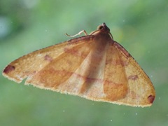 Heterolocha