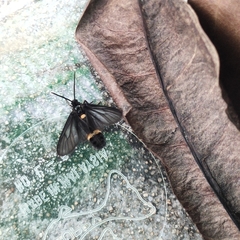 Psichotoe duvaucelii