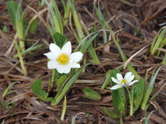 Caltha chionophila