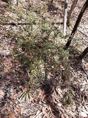 Image of Lasiopetalum ferrugineum by (c) Tim, some rights reserved (CC BY)
