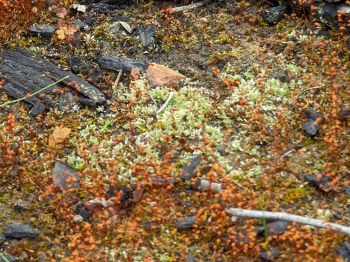 Bryum lanatum