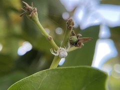 Zygometis xanthogaster