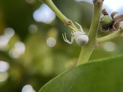 Zygometis xanthogaster