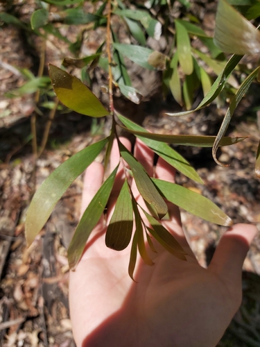 Image of Hakea dactyloides by (c) Tim, some rights reserved (CC BY)