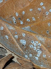 Aleuroplatus coronata