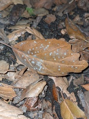Aleuroplatus coronata