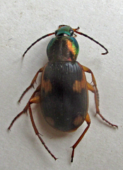 Chlaenius dusaultii dusaultii