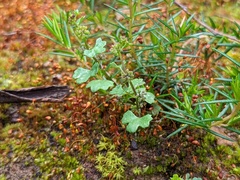 Hydrocotyle callicarpa