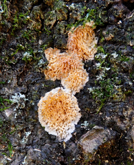 Basidioradulum radula