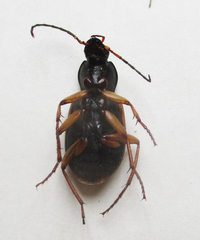 Chlaenius dusaultii dusaultii