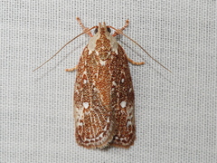 Euchaetis metallota