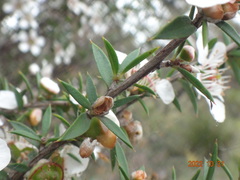 Leptospermum continentale