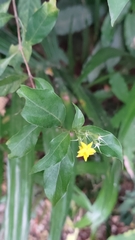 Mussaenda formosanum
