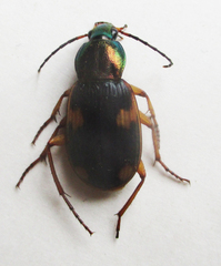 Chlaenius dusaultii dusaultii