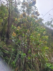 Laurophyllus capensis