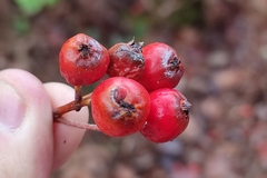 Karpatiosorbus