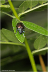 Freudeita cupripennis