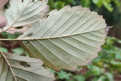 Karpatiosorbus