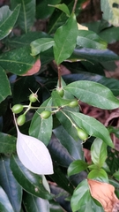 Mussaenda formosanum