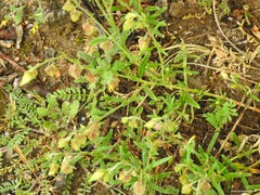 Biserrula pelecinus