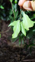 Mussaenda formosanum