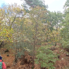 Karpatiosorbus