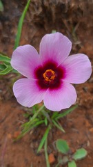 Hibiscus microcarpus