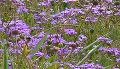 Glandularia canadensis