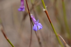 Lobelia chamaepitys