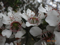 Leptospermum continentale