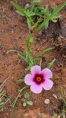 Hibiscus microcarpus