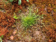 Isolepis