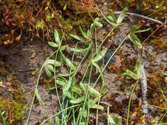 Isolepis