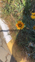 Gazania
