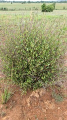 Cryptolepis oblongifolia