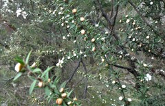Leptospermum continentale