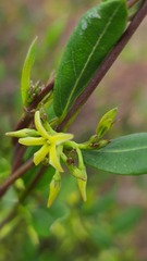 Cryptolepis oblongifolia