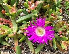 Carpobrotus rossii