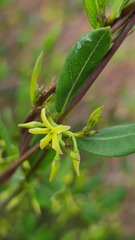 Cryptolepis oblongifolia