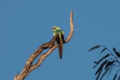 Barnardius zonarius barnardi