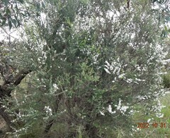 Leptospermum continentale