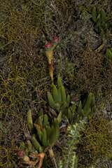 Ruschia sarmentosa