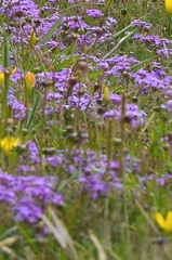 Glandularia canadensis