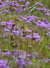 Glandularia canadensis