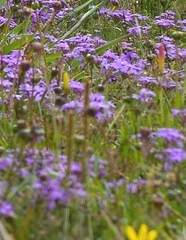 Glandularia canadensis