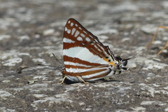 Dodona deodata