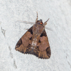 Ercheia cyllaria