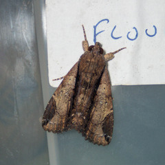Ercheia cyllaria